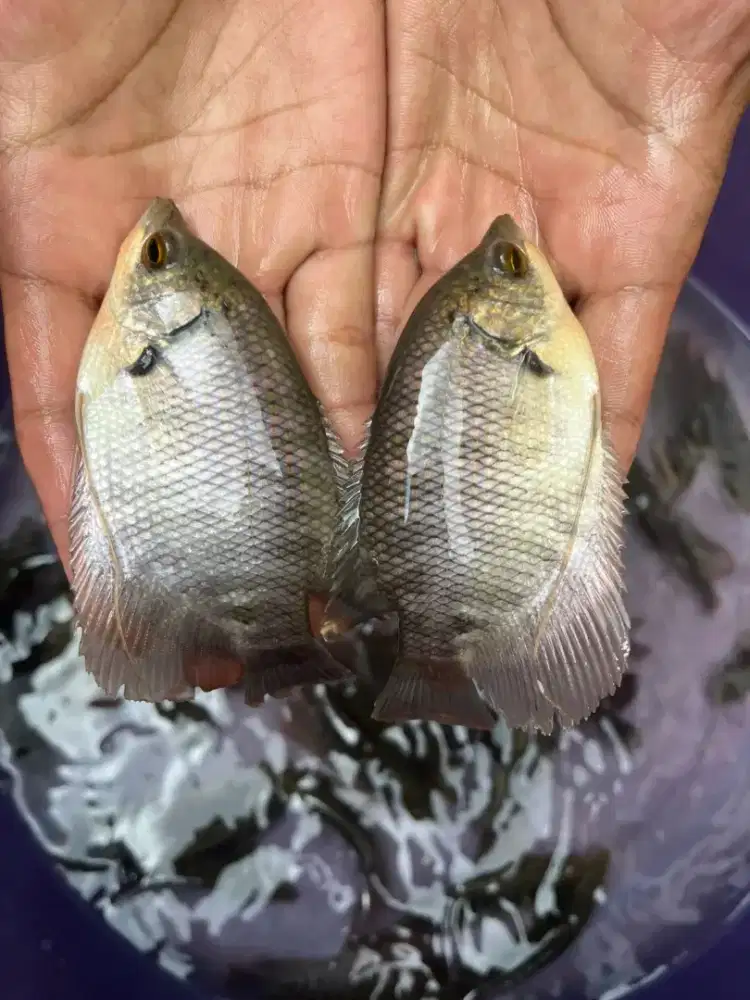 BIBIT GURAME SOANG 3 JARI GROSIR