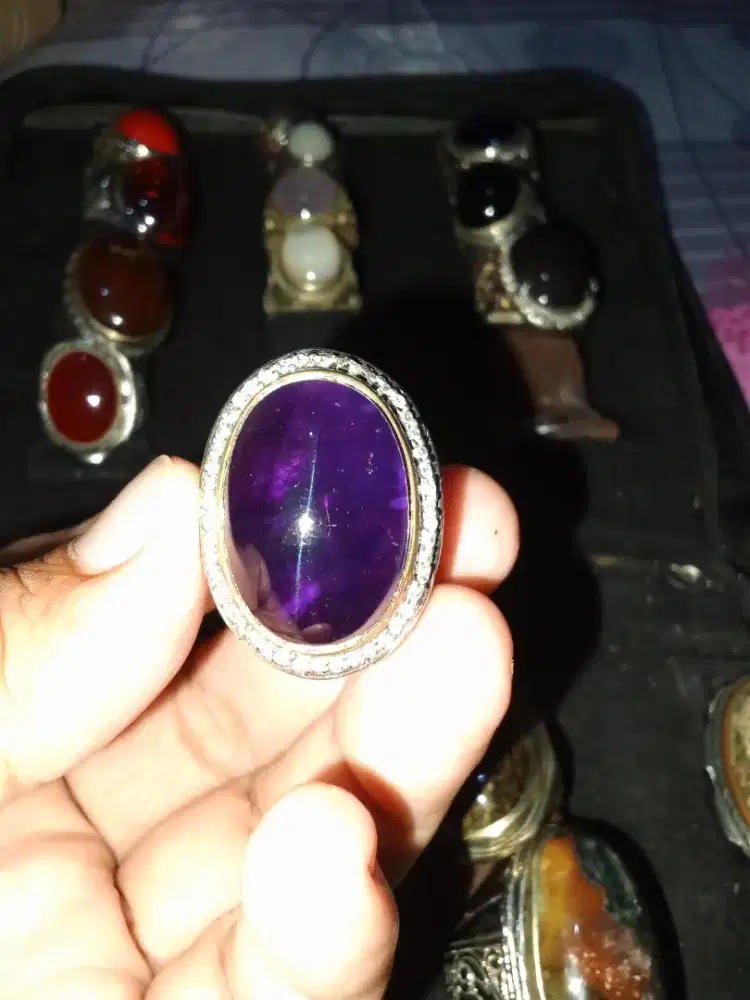 Kecubung Kalimantan jumbo