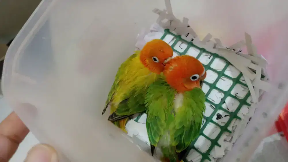 Biola green n euwing gold jinak