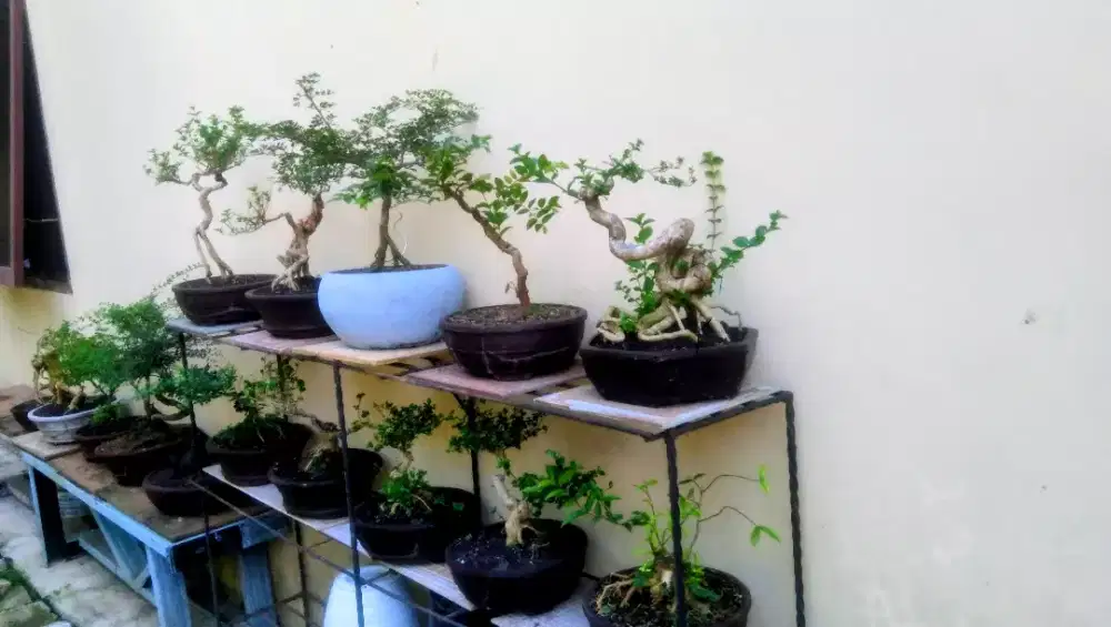 Tanaman hias bonsai