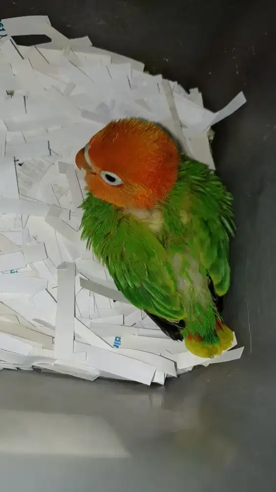 Biola green jinak banget