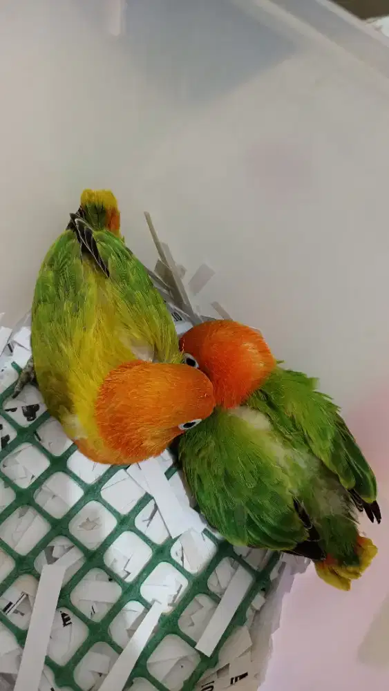 LB biola jinak banget