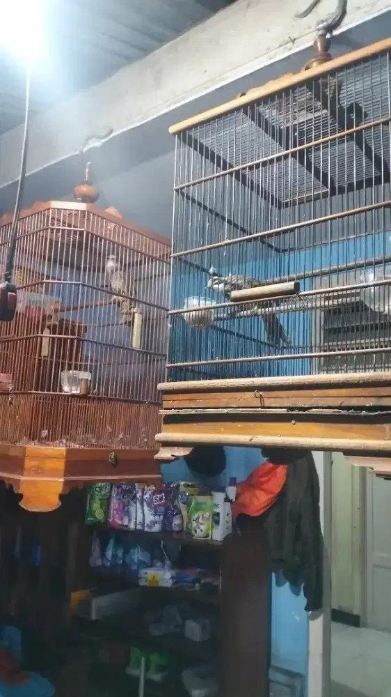 Cucak rowo sepasang gacor nyetel