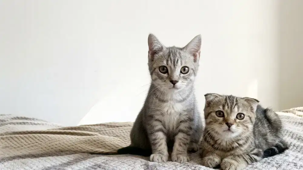 Kucing Scottish Fold