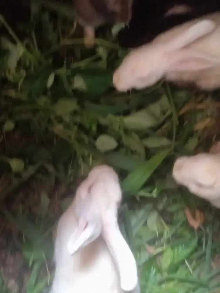 Kelinci borongan ada 5 2 jantan 3 betina indukan