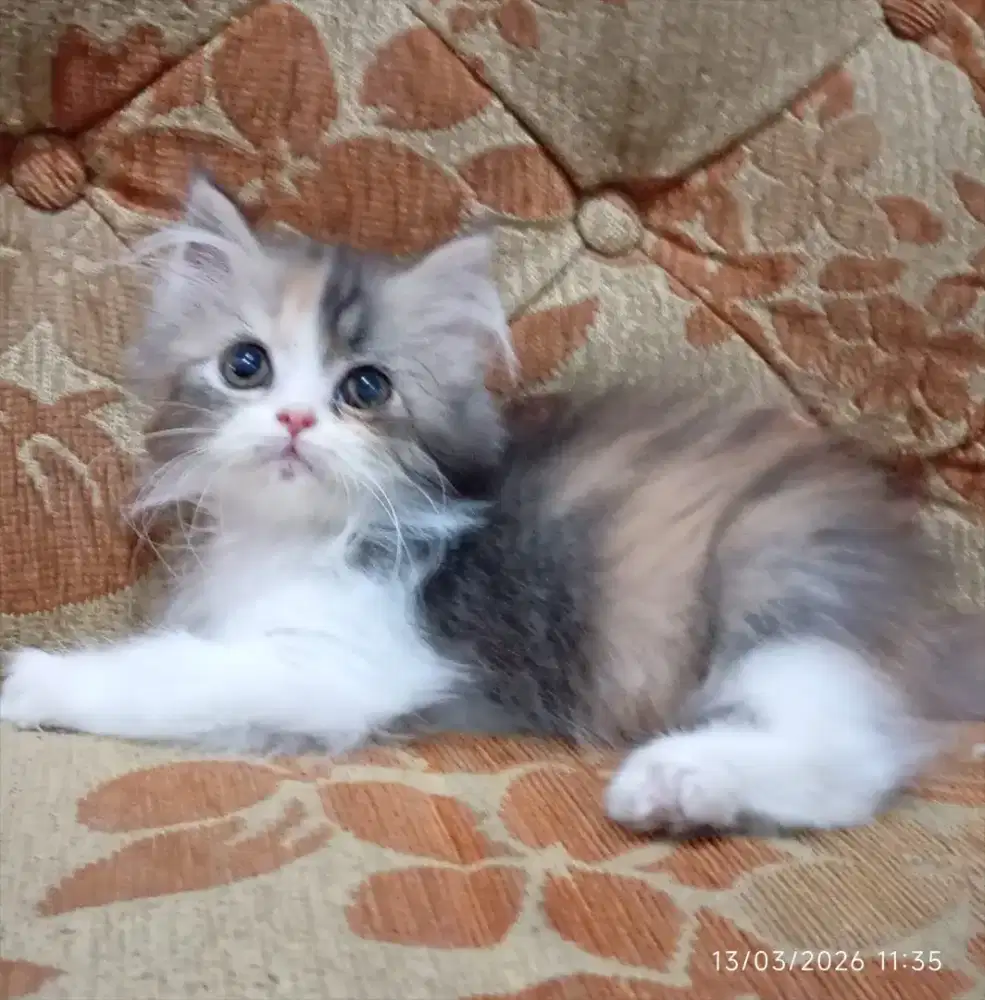 Betina kalico flat nose