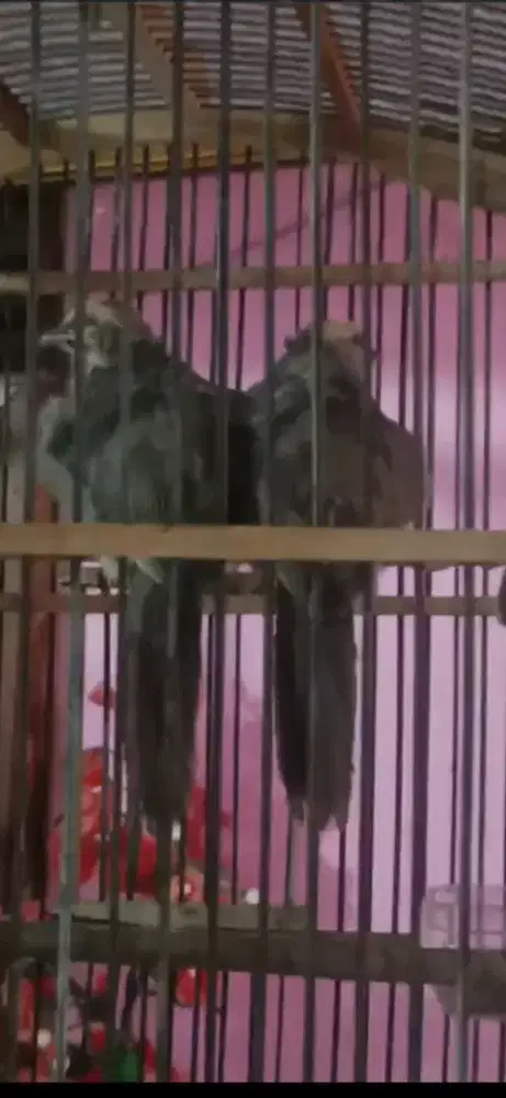 Cucak rowo sepasang masih muda usia 4 bulan