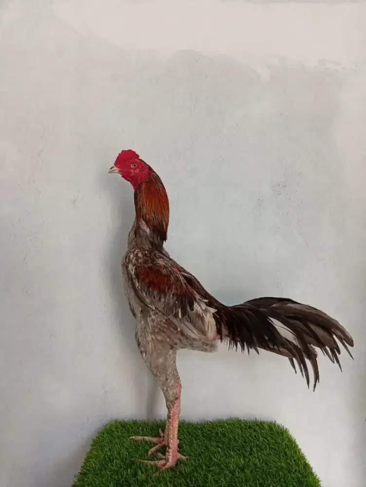 Ayam laga muda siapan