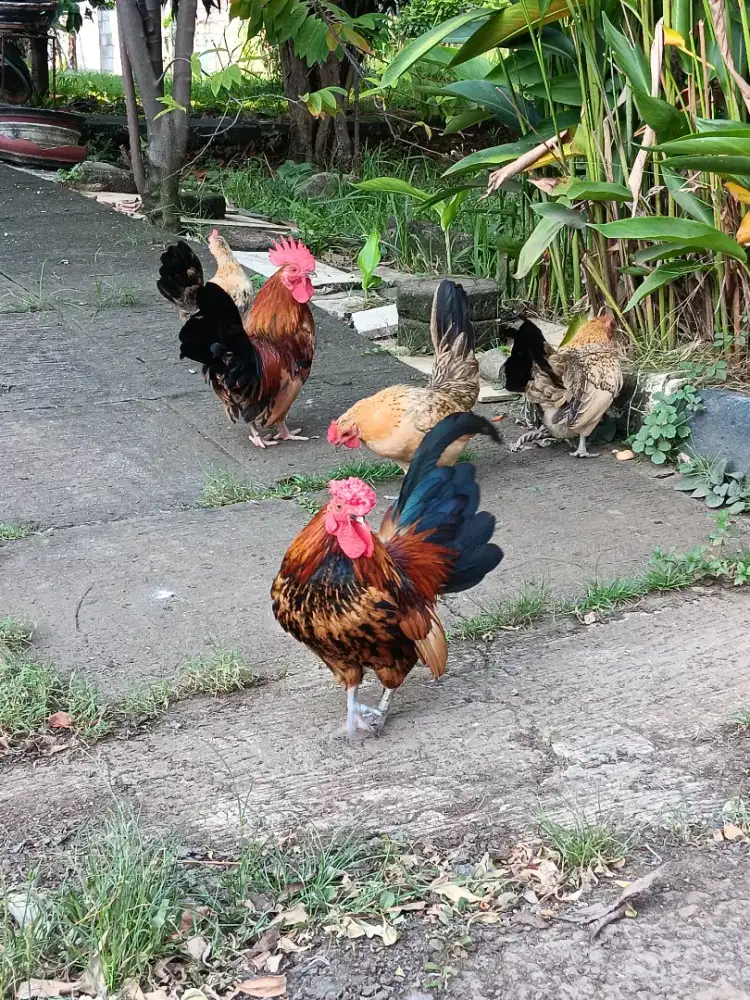 Ayam kate mix serama harga pasangan o8ITTI8ZZo