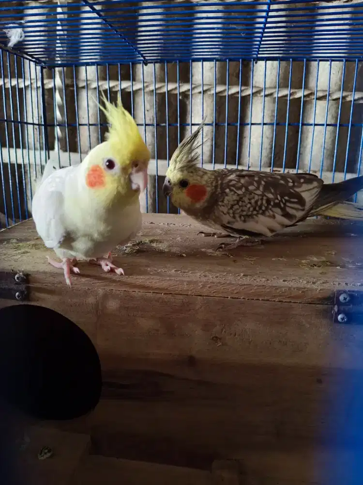 Falk  lu tino mata merah x mata hitam