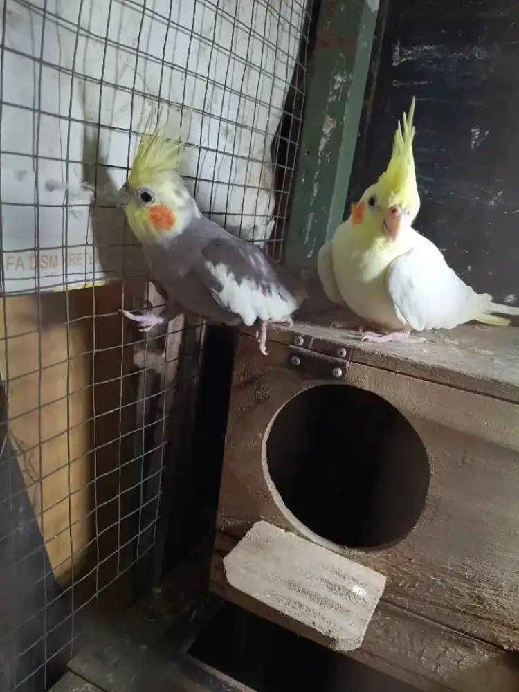 Falk mata hitam x ino mm