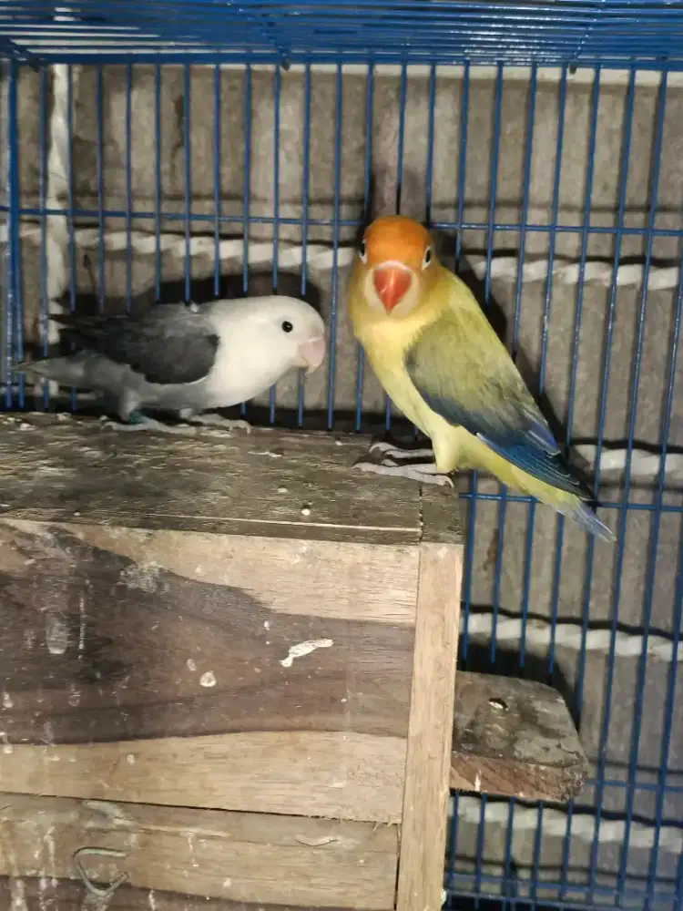 Bio PB ewing dark vio x Bio ewing mouv