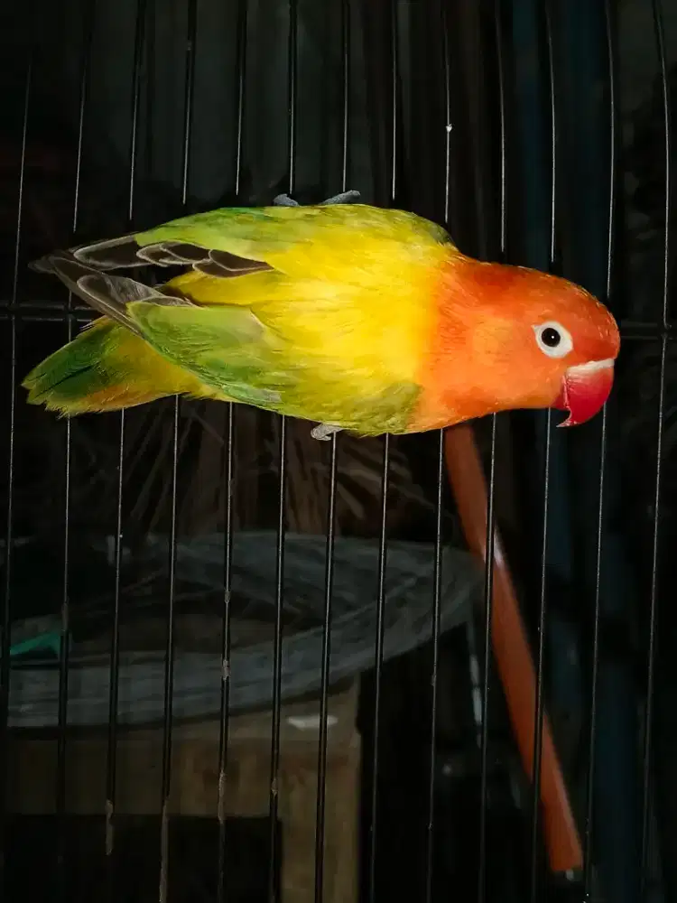 Bio ewing gold betina dewasa