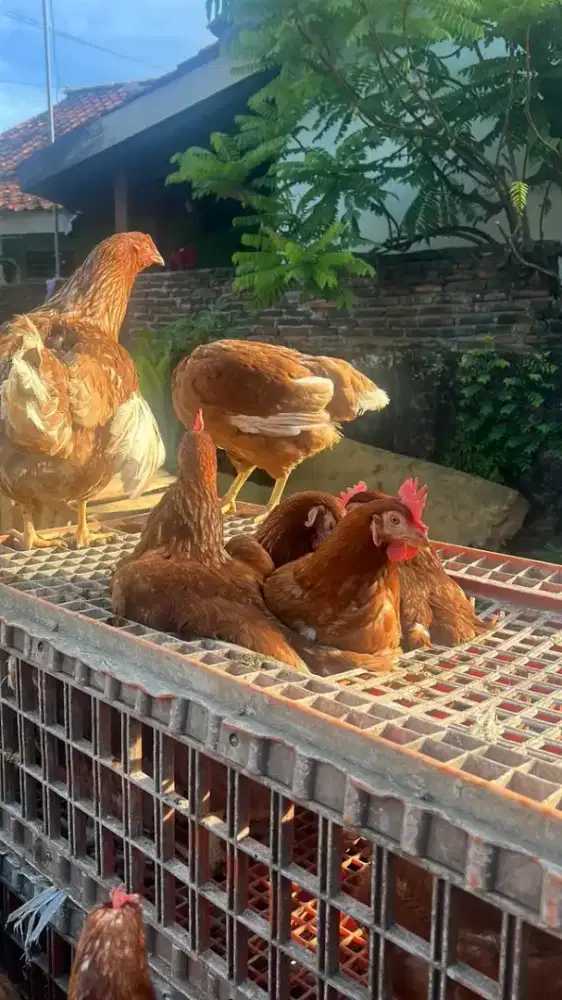 Ayam petelur siap produksi