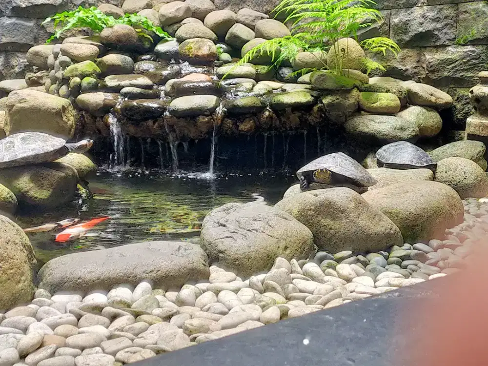 Kura-kura Unifilis Badut Besar