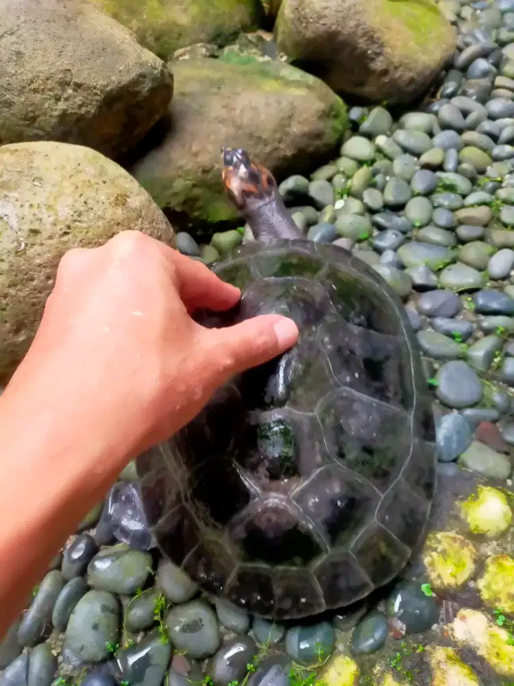 Kura-kura Unifilis Badut Besar