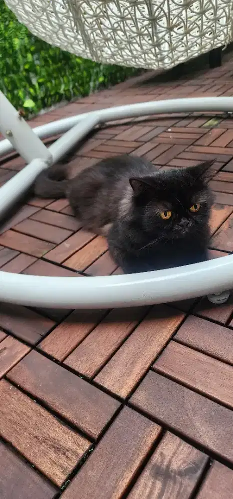 Kucing Persia Hitam