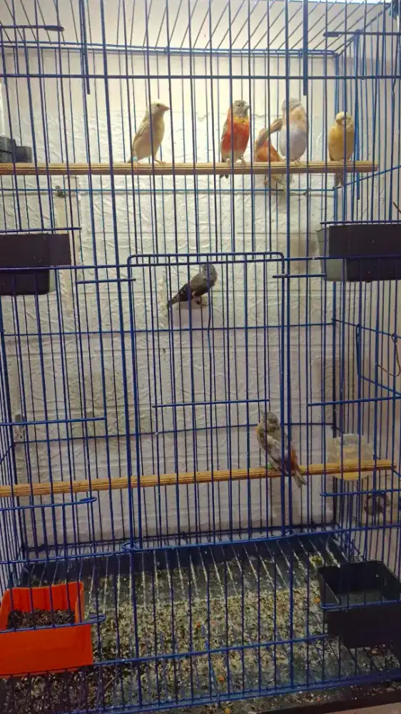 Betina Red Siskin Dilute dan DD