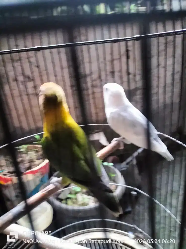 Burung Lovebird dewasa pasangan 4 ekor