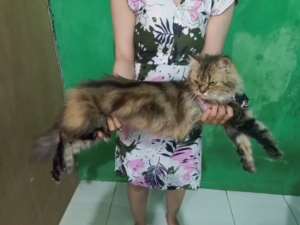 Kucing Persia Mix Mainecoon (BETINA)