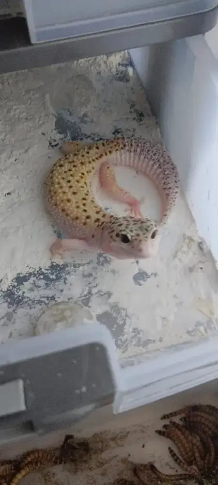 Jual Leopard Gecko sehat 2 + kandang + pakan kecoa dubia