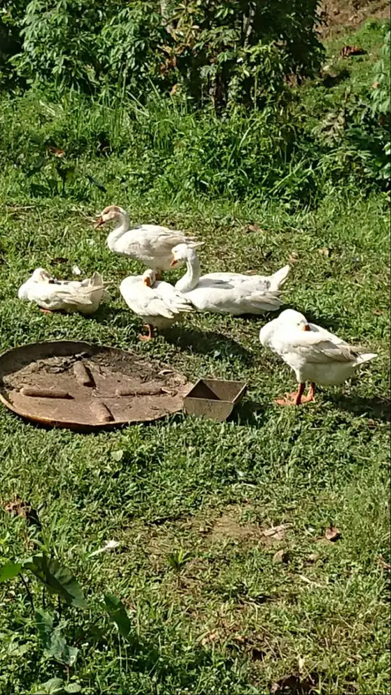 Dijual soang 5 ekor sehat dan gemuk2