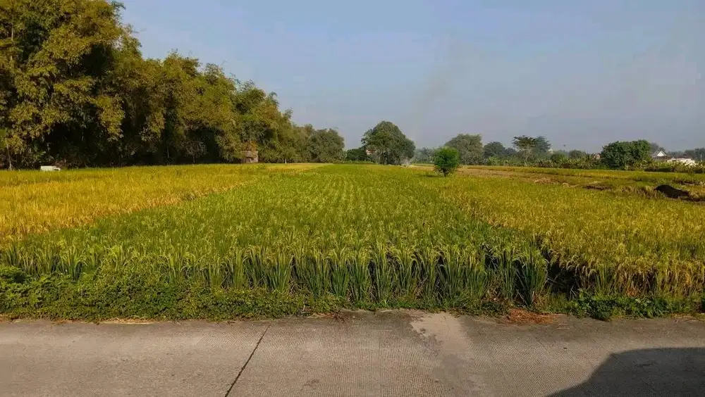 Jual Cepat Sawah Strategis Luas 1.775 m² – Akses Jalan Mobil Masuk
