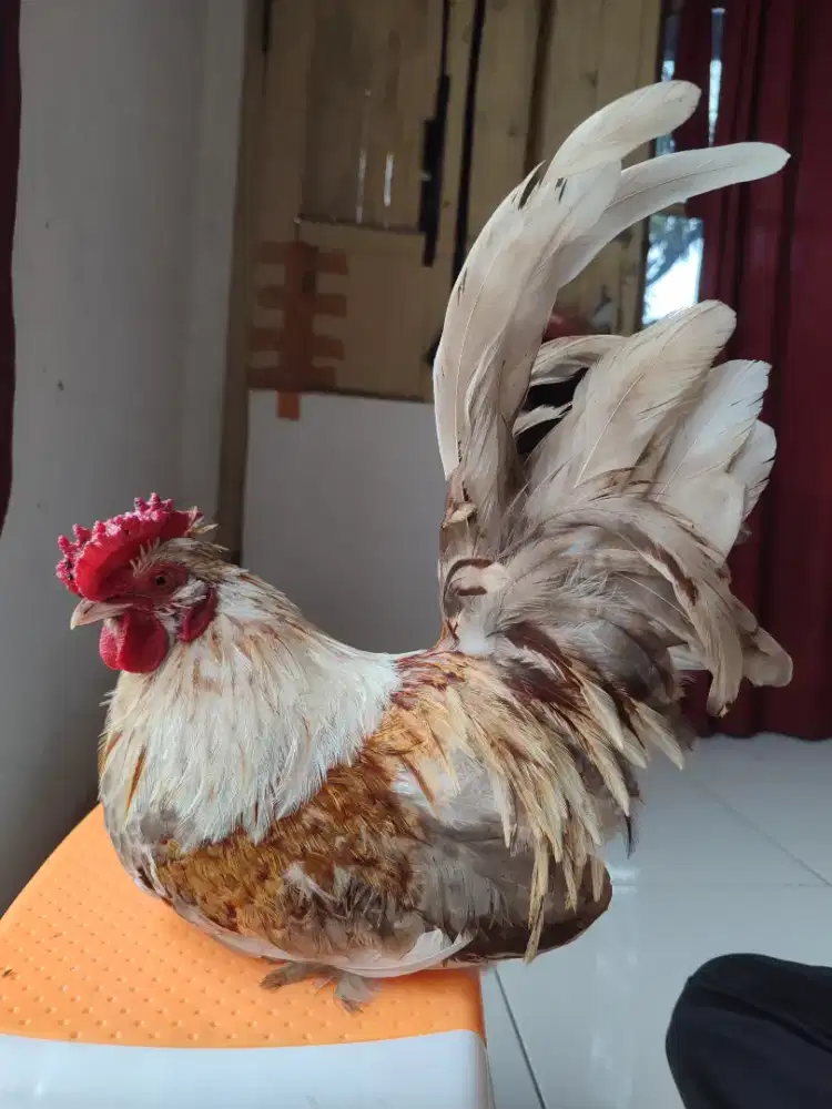 Ayam Kate Jantan Satuan