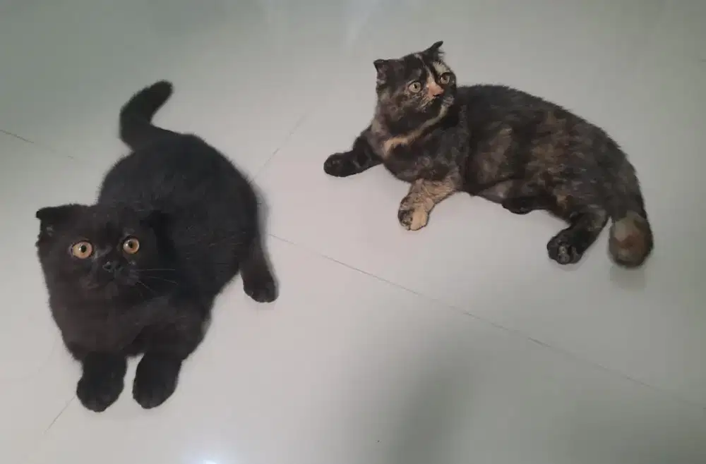 Kucing Munchkin Gaelic Fold