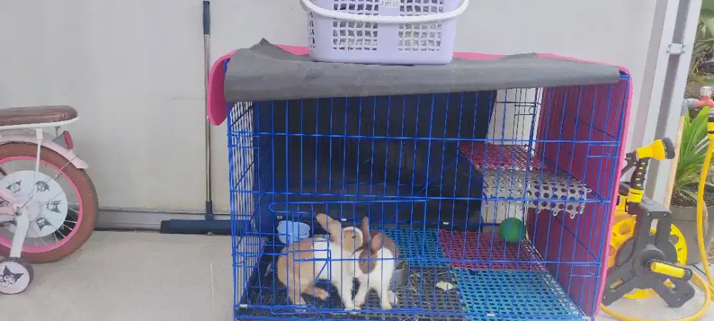 Kandang Hewan Peliharaan Kelinci, Kucing, Anjing, Ukuran XL