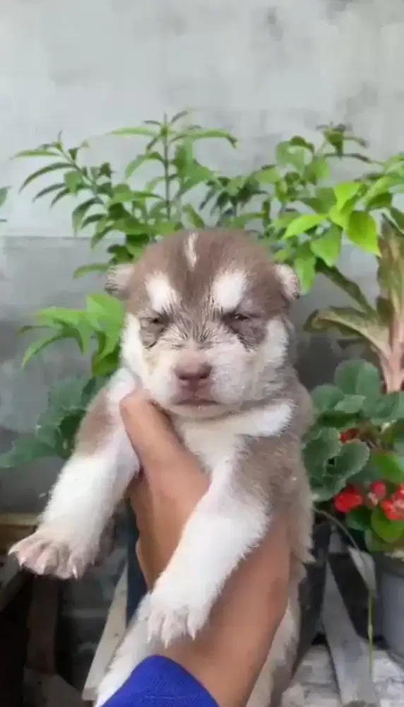 Husky big bone usia hampir 2 bln