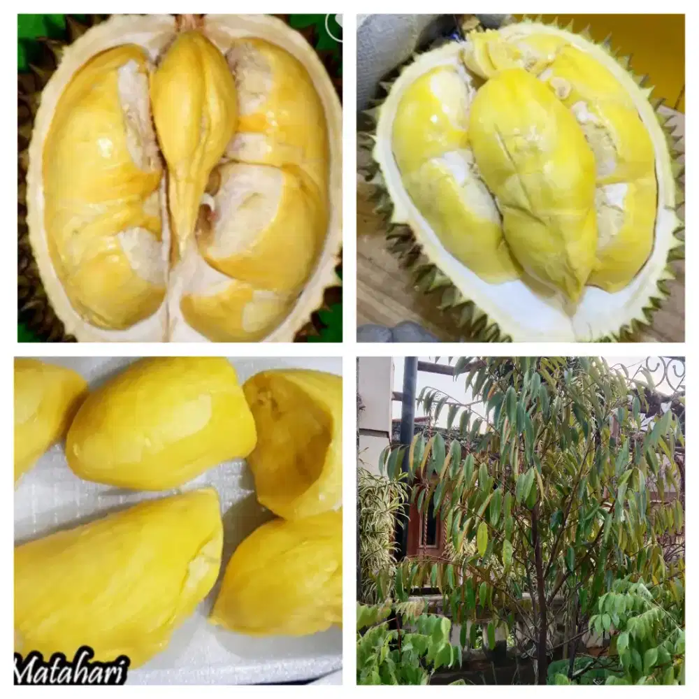 Bibit durian matahari tinggi 2 mtr an & rimbun