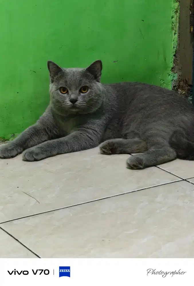 Kucing British Shorthair
