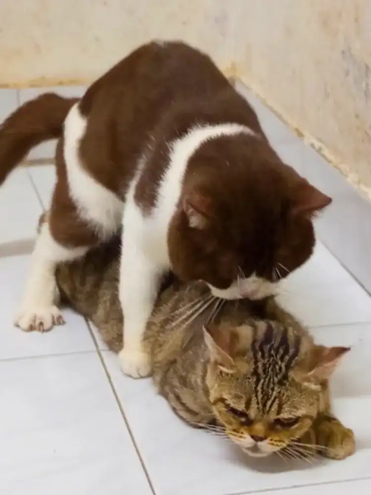 Scottish straight proven