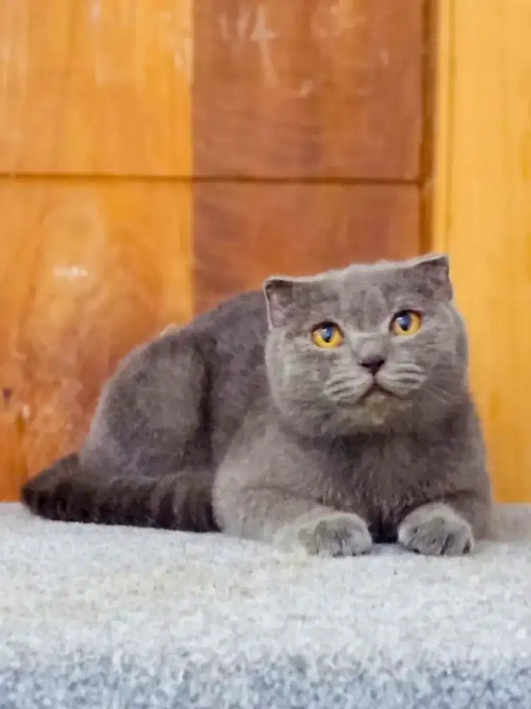 Scottish Fold Male