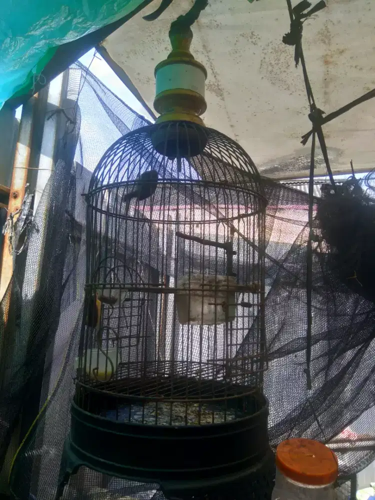 Burung kecil ngeriwik