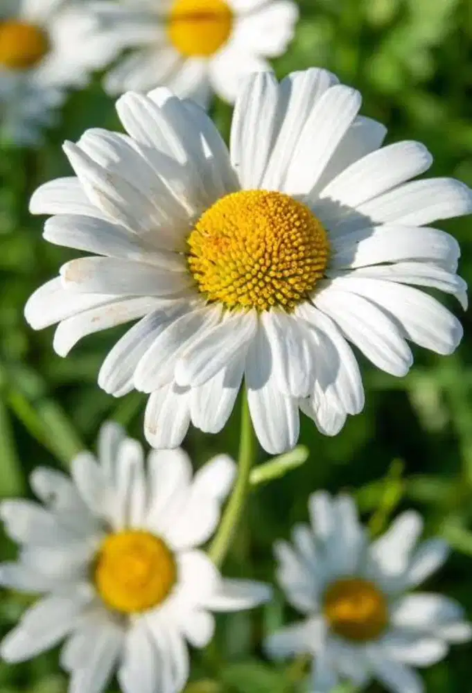 Dicari ART Momong PP Sentul City