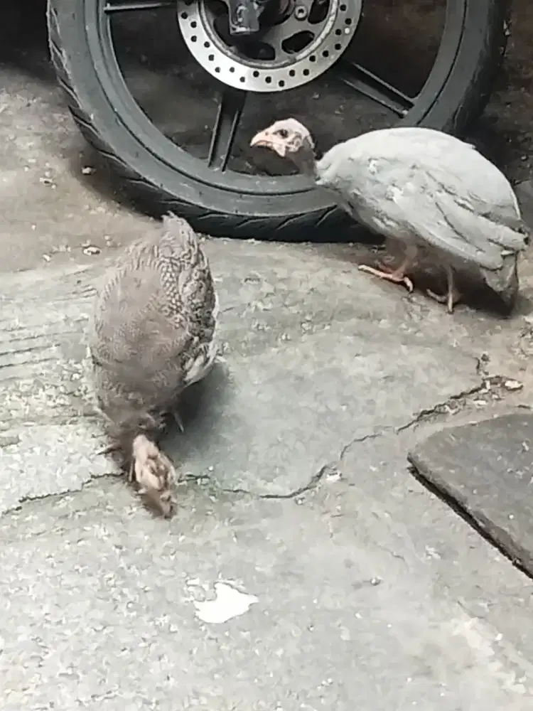 Ayam Mutiara / Guineafowl