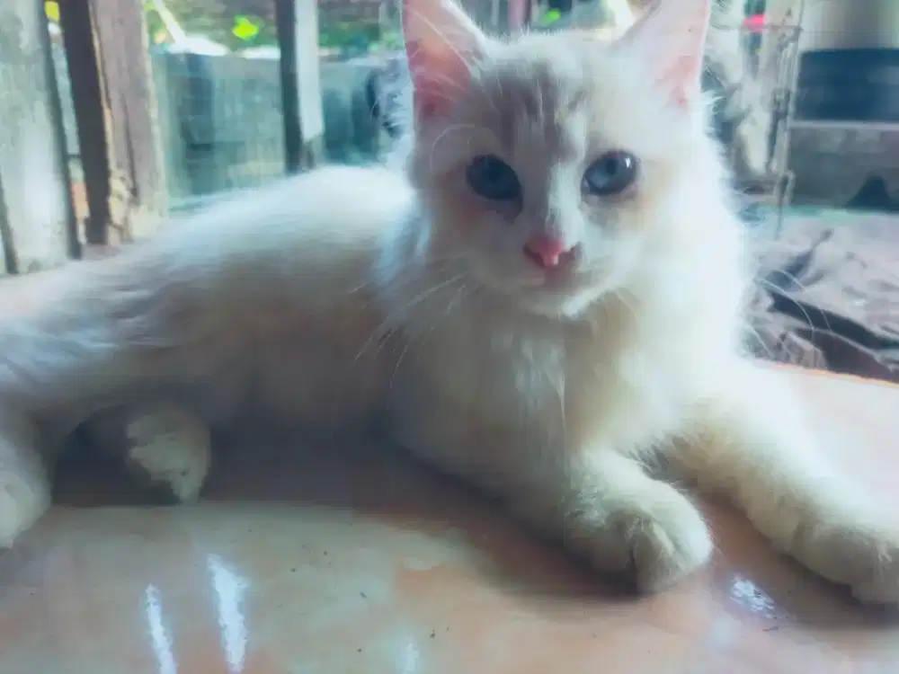 Kucing Persia Betina