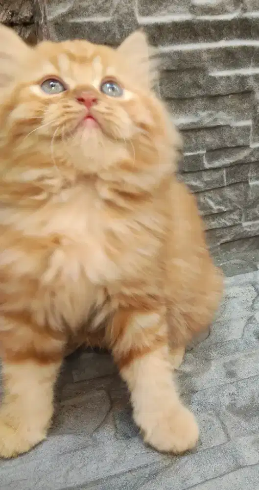 Kucing Persia peaknose flatnose bulu kapas super gimbul lucu murah SBY