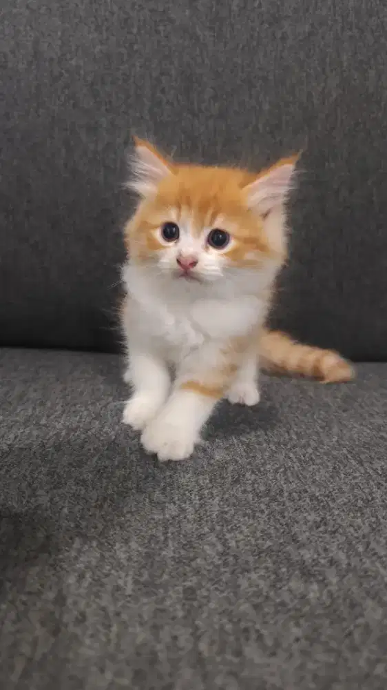Persia medium kitten