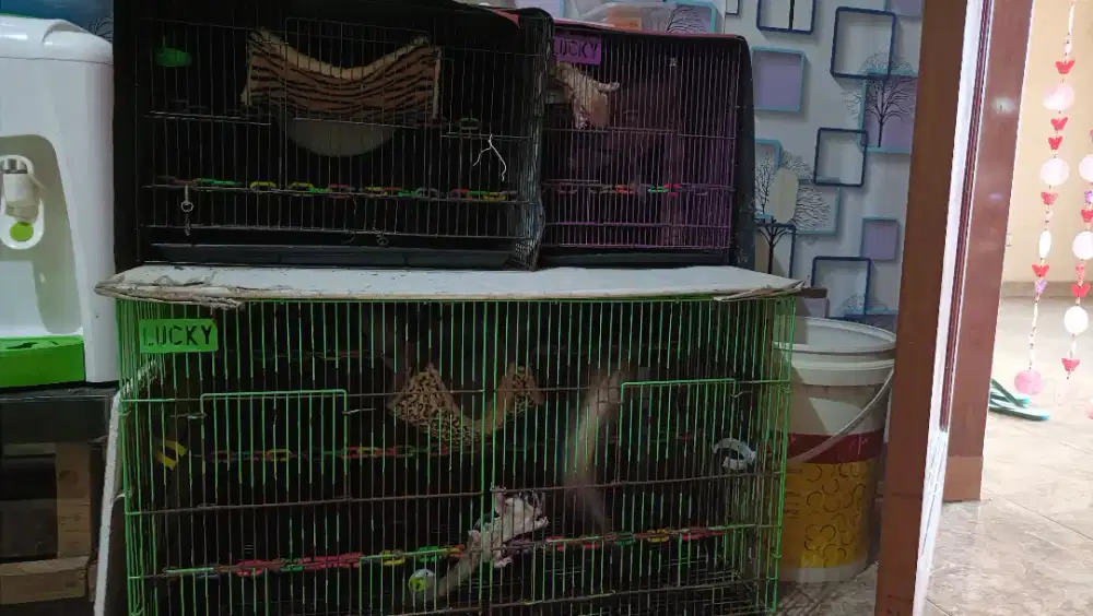 Di jual SG ada 4 pasang,yg sepasang ada anaknya 2 total 10 sg