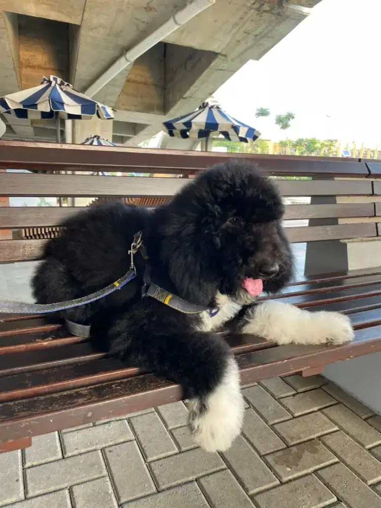 Giant poodle jantan dog lover