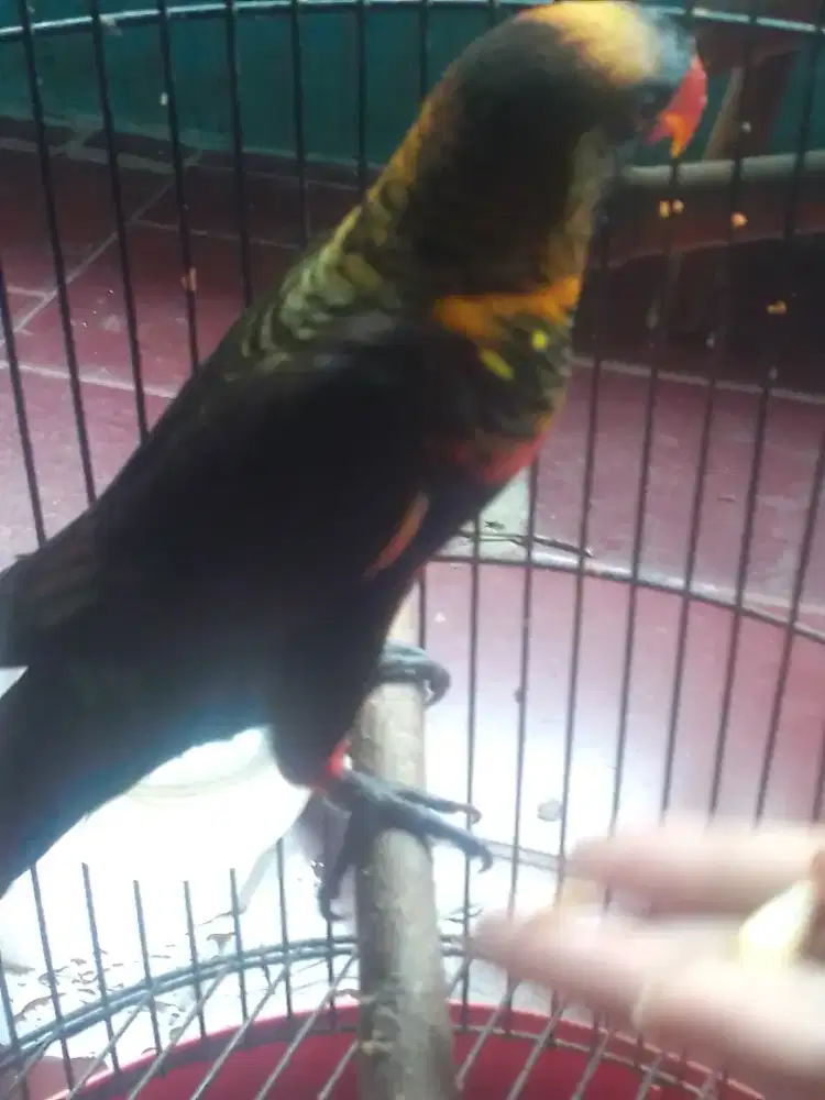 LOVEBIRD SEMI JINAK KADANG DI LEPAS MAO KE TANGAN 2,5 JUTA  NET