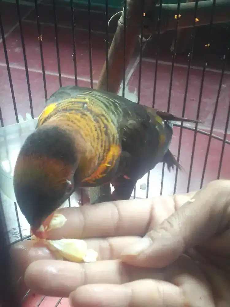 LOVEBIRD SEMI JINAK 2,5 JUTA AJA FULSET NET NOT