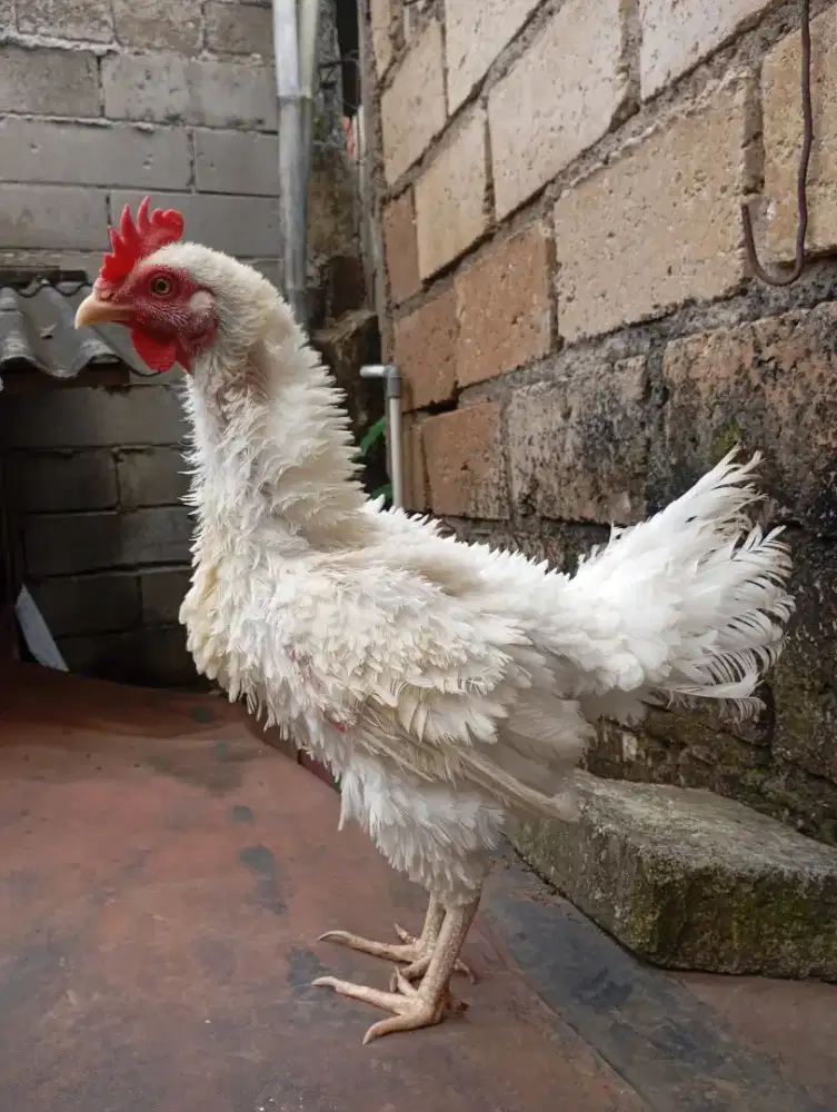 Ayam walik putih kampung betina biang