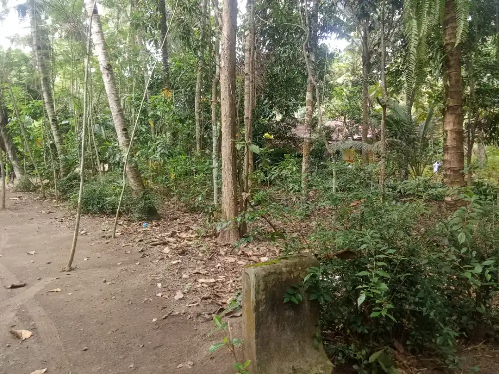 Jual pohon kelapa berbuah