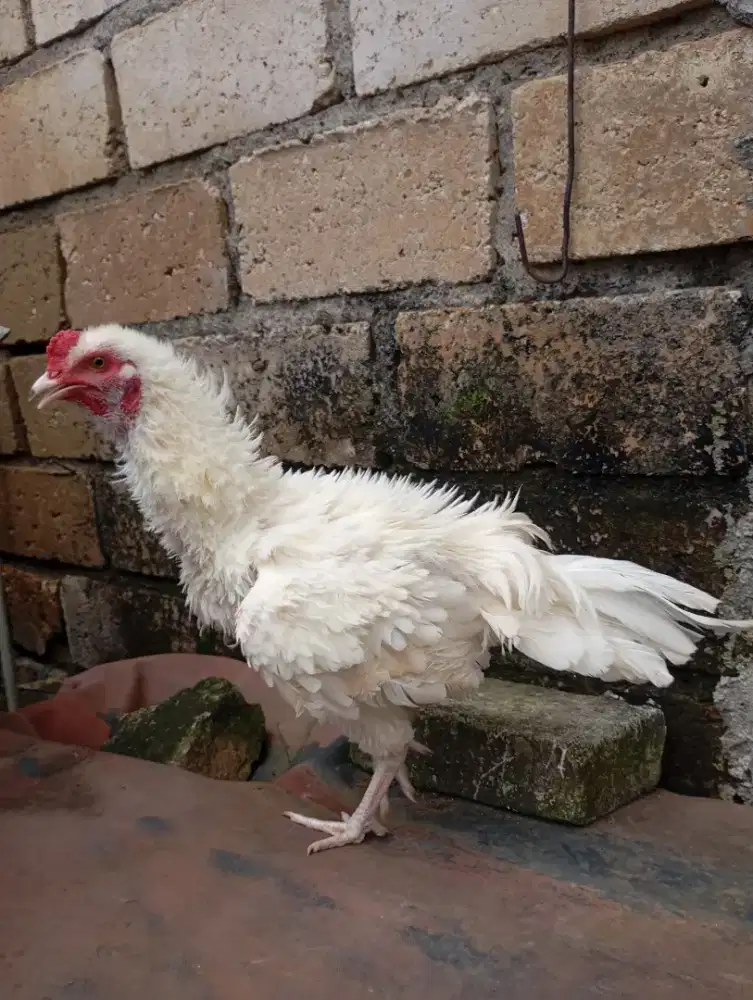 Ayam walik putih kampung jantan jago muda