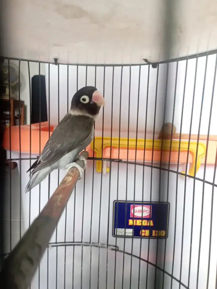 Lovebird batman jantan dewasa katarak