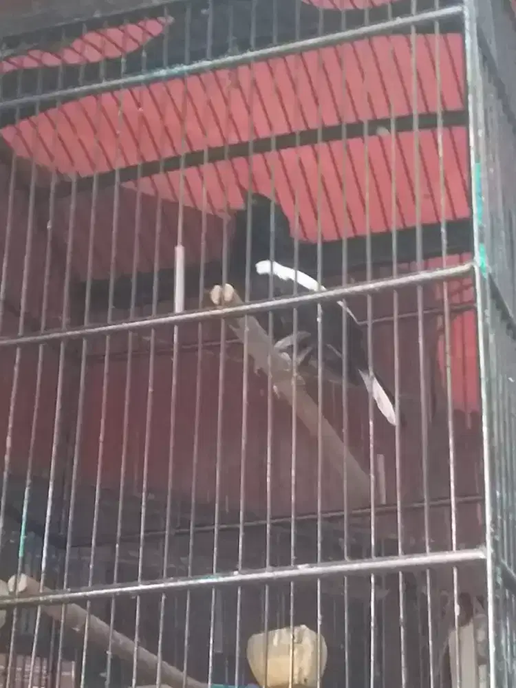 kacer,dahit gacor figter mulus